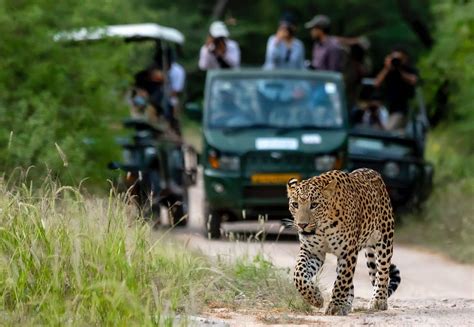 leopard safari in jaipur.